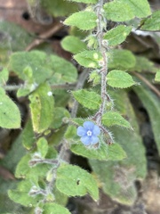 Thyrocarpus sampsonii