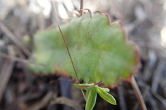 Alepidea capensis