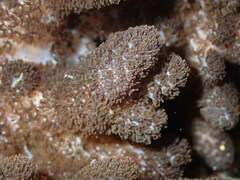 Cladiella
