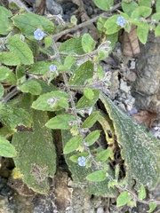 Thyrocarpus sampsonii