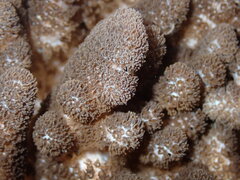 Cladiella