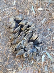 Pinus armandi