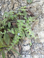 Thyrocarpus sampsonii