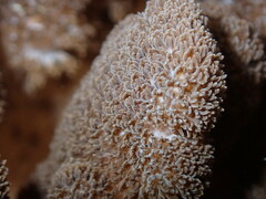 Cladiella
