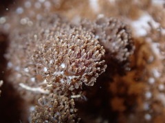 Cladiella