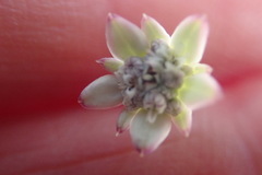 Alepidea capensis