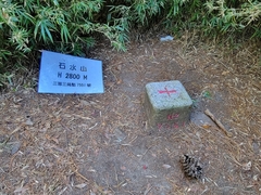 Pinus armandi