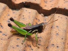 Methiolopsis geniculata