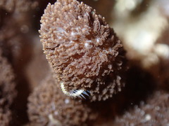 Cladiella