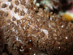 Cladiella