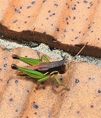 Methiolopsis geniculata