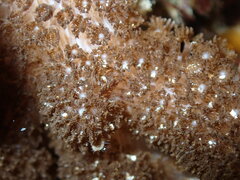 Cladiella