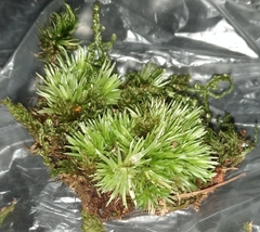 Leucobryum juniperoideum