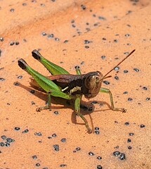 Methiolopsis geniculata