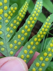 Polypodium cambricum