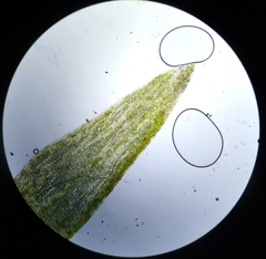 Leucobryum juniperoideum