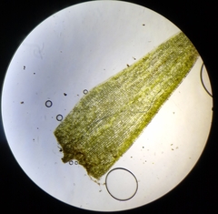 Leucobryum juniperoideum