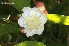 Campomanesia guazumifolia