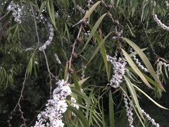 Agonis flexuosa