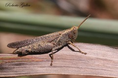 Abracris dilecta