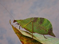 Leptoderes ornatipennis