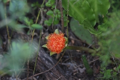 Scadoxus membranaceus