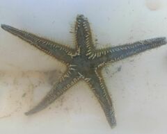 Astropecten bispinosus