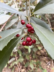 Ardisia cornudentata morrisonensis