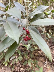 Ardisia cornudentata morrisonensis
