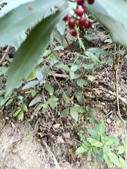 Ardisia cornudentata morrisonensis