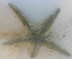 Astropecten bispinosus