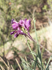 Linaria transiliensis