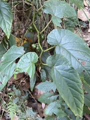 Begonia longifolia