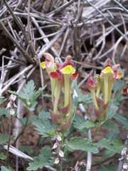 Scutellaria mesostegia