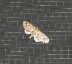 Idaea trypheropa