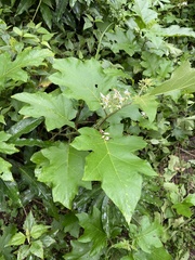 Solanum torvum image