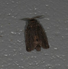 Archigargetta amydra