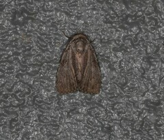 Barasa cymatistis