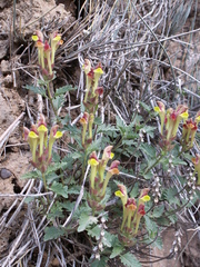 Scutellaria mesostegia