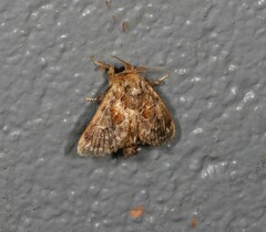 Chalcocelis albiguttatus