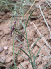 Linaria transiliensis
