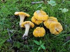 Cantharellus flavus