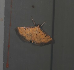 Herpetogramma hipponalis