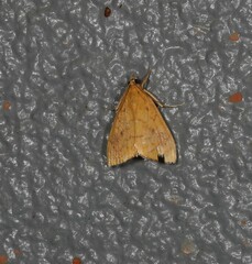 Hyalobathra brevialis