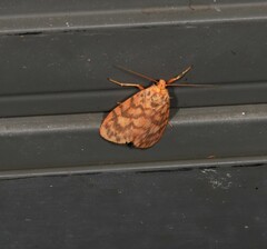 Miltochrista quadrilineata