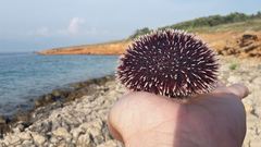 Sphaerechinus granularis