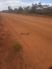 Notechis scutatus occidentalis