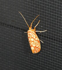 Lactura erythractis