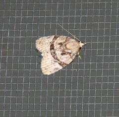 Lophothripa vitea