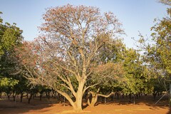 Erythrina lysistemon